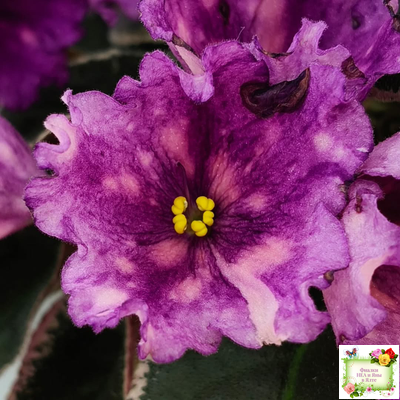 Nik-Кони в Яблоко  (Н. Булко) 2022 г. (пестролистный лонг)