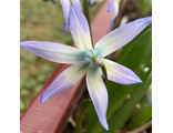 Scilla rosenii(бледно-фиолетовая форма)