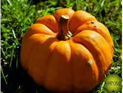 ТЫКВА В АССОРТИМЕНТЕ (РАССАДА В ЯЧЕЙКЕ)