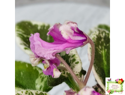 Hodss-Cassandra (Яна Ходченко) 2020 г. (пестролистный лонг с бастл-листвою)