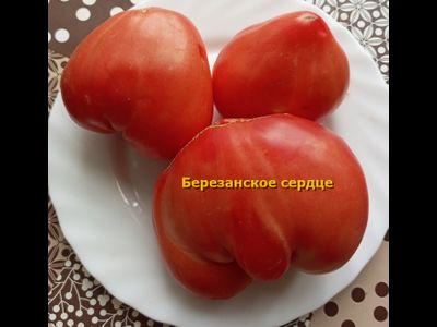 Томат Березанское сердце