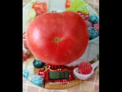 Томат Дедушка Эшлок (Grandfhater Ashlock)