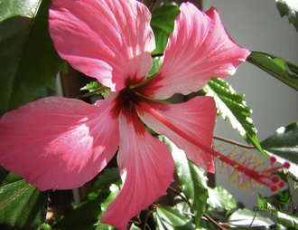 Гибискус вариегатный / Hibiscus rosa-sinensis var. cooperi ‘Carnival’