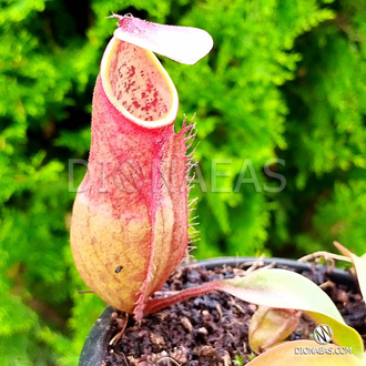 Nepenthes Hybrid - Непентес гибридный