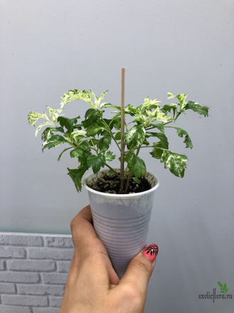 Дуранта Snow flurry