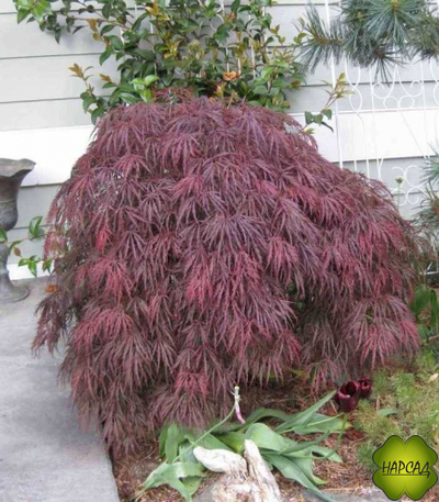 Клен веерный ГАРНЕТ (Acer pal. Garnet) (саженец большой куст 80 см)