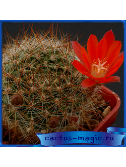 Aylostera cintiensis WR 321