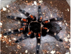 Brachypelma auratum