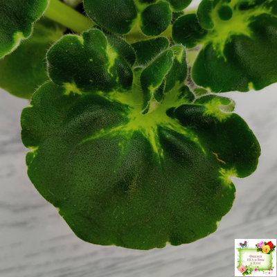 АВ-Девочка с Севера (Фиалковод) 2021 г. (лист посажен 04.09.25)