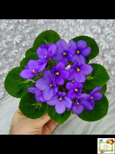 LV-Олег+Алиса (Л. Шевелева) 2025 г. (гёрл-лист с кроновой пестролистностью)