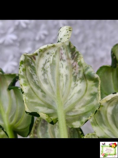 LV-Зюзя (Л. Шевелева) 2025 г. (лист укоренённый) трейлер