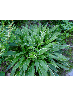 Хоста в ассорт.