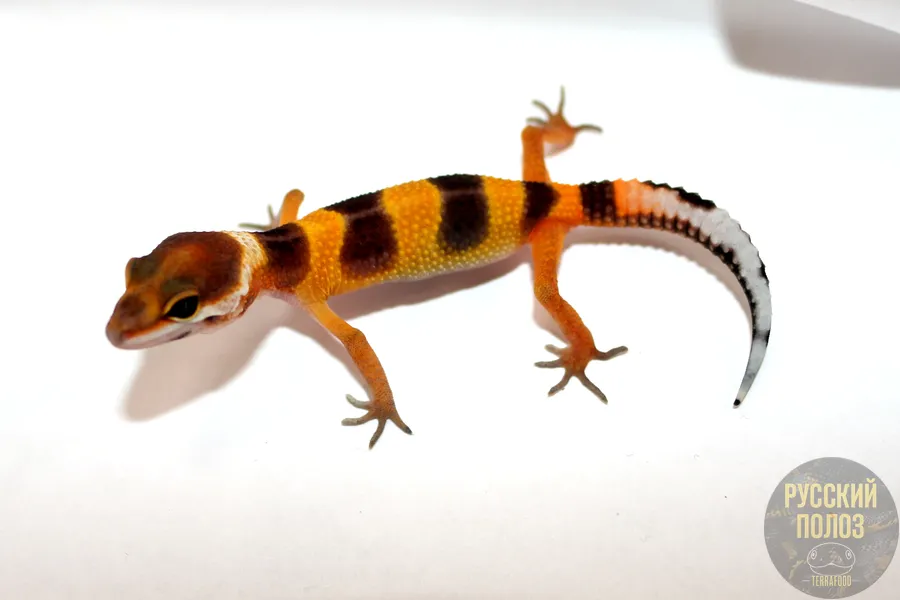 Пятнистый леопардовый эублефар, Eublepharis macularius