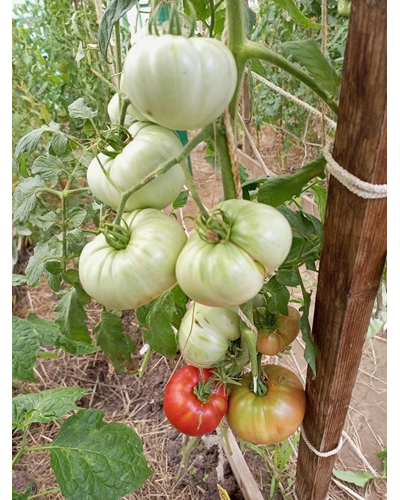 Томат Червен Градински (Cherven Gradinski, Болгария)