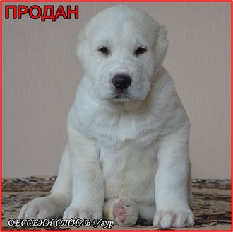 Кобель №3. УГУР. Продан.