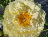 Paeonia Lemon Chiffon