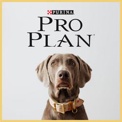 Повседневные сухие корма ProPlan для щенков и собак