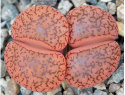 Lithops aucampiae v. koelemanii С016 (MG) - 10 семян