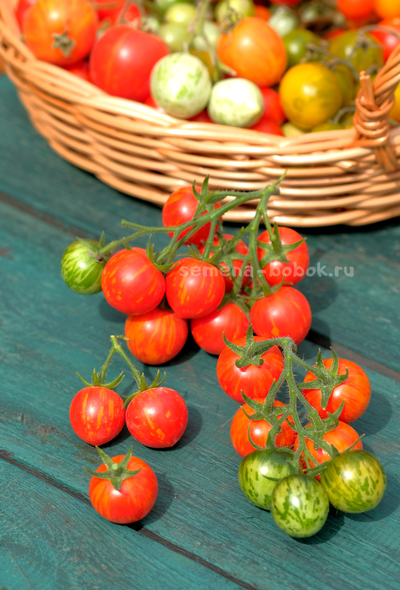 Томат Ruby Slipper (Рубиновые бамшмачки), 10 шт