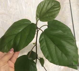 Ficus Sp. / фикус природник