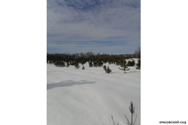 Кедр - фото 9 - питомник Красовский-Сад.рф