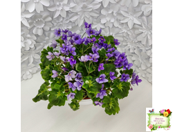 Biscayne Trail (S.Williams) трейлер