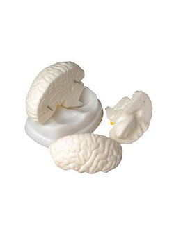 Модель мозга в разрезе