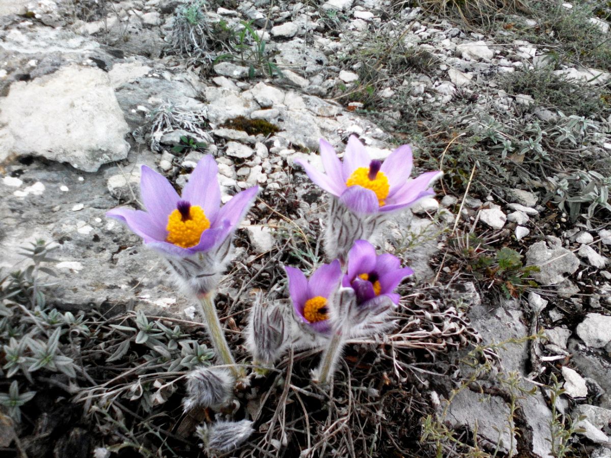 Прострел Крымский в марте. Крым