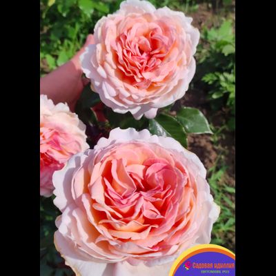 Гроссгерцогиня Луиза (Grossherzogin Luise)