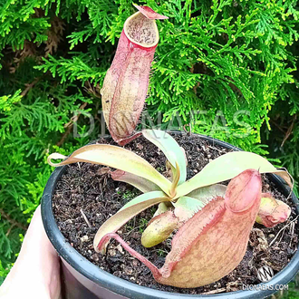 Nepenthes Hybrid - Непентес гибридный