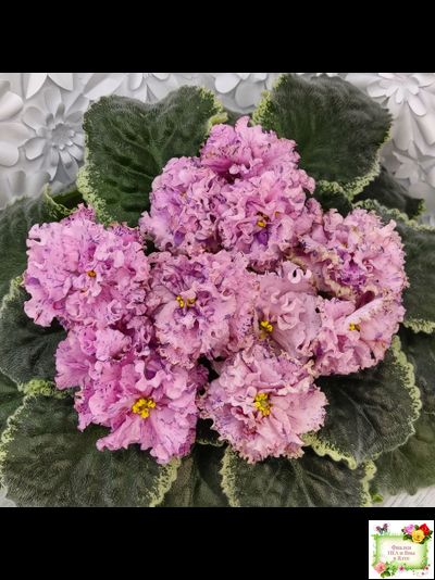 АВ-Розовое Шампанское (Фиалковод) 2020 г.