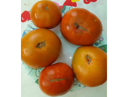 Томат Терракотовый Торбена (Thorburn's Terra Cotta Tomato)