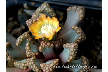  Titanopsis hugo-schlechteri (MG-1872)