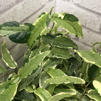 Ficus Sagittata Mutabilis / фикус сагиттата мутабилис