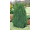 Можжевельник китайский Stricta
