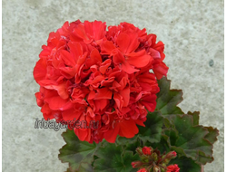 Пеларгония Jägershus Rod Rudolf