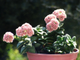 Крассула Спрингтайм, Crassula Springtime, Крассула Весна, букет невесты ...