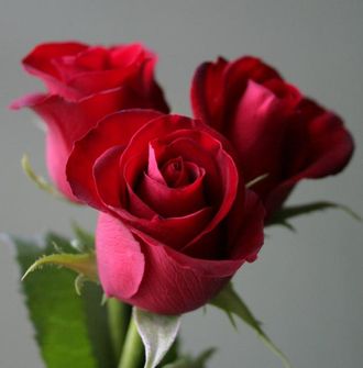 Магнум (Magnum), Ч/Г.