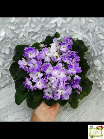 LV-Цветы для Любимого (Л. Шевелева) 2025 г. трейлер (клакамасный лонг)