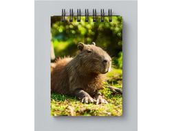 Блокнот Капибара, Kapibara-san №16