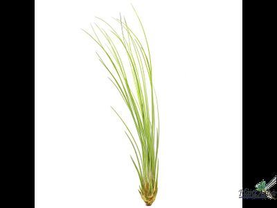 Тилландсия Juncea