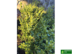 Самшит мелколистный китайский