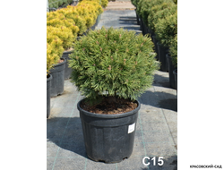 Сосна горная Гном Финдлинг - Gnom Findling