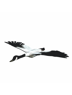 птицы Гусь дикий