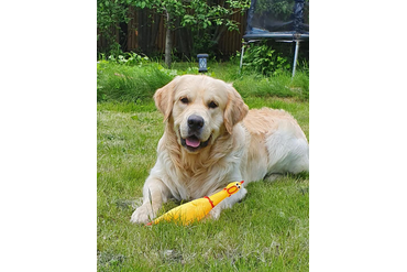 Ларри / РЗ Лоуренс Ай Тодор /, 4 года, с серой ленточкой