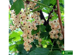 Смородина белая "Уральская белая"