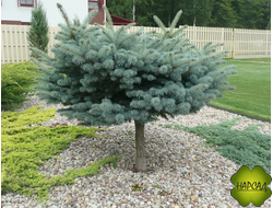 Ель колючая "Глаука Глобоза" (высота штамба 0,5 м, РАЗМЕР САЖЕНЦА 45х35 см)