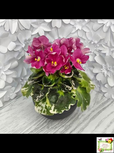 ЛЕ-Фруктовая Мармеладка (Е.Лебецкая) 2017 г. (пестролистный гёрл)