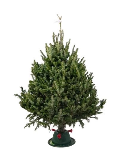 Пихта Фразера 1,25 - 1,5 м