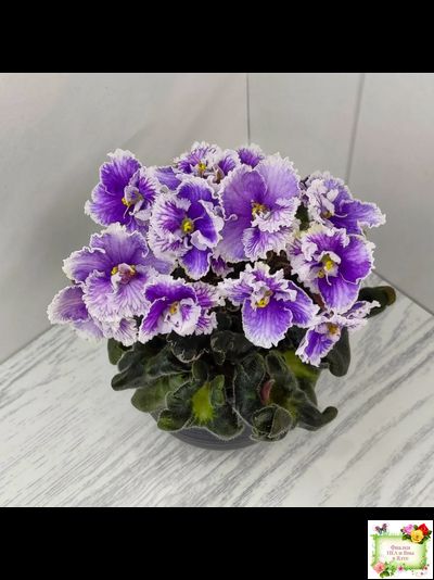 Н-Тет-а-Тет (Н. Бердникова) 2019 г. (лист укоренённый с деткой)